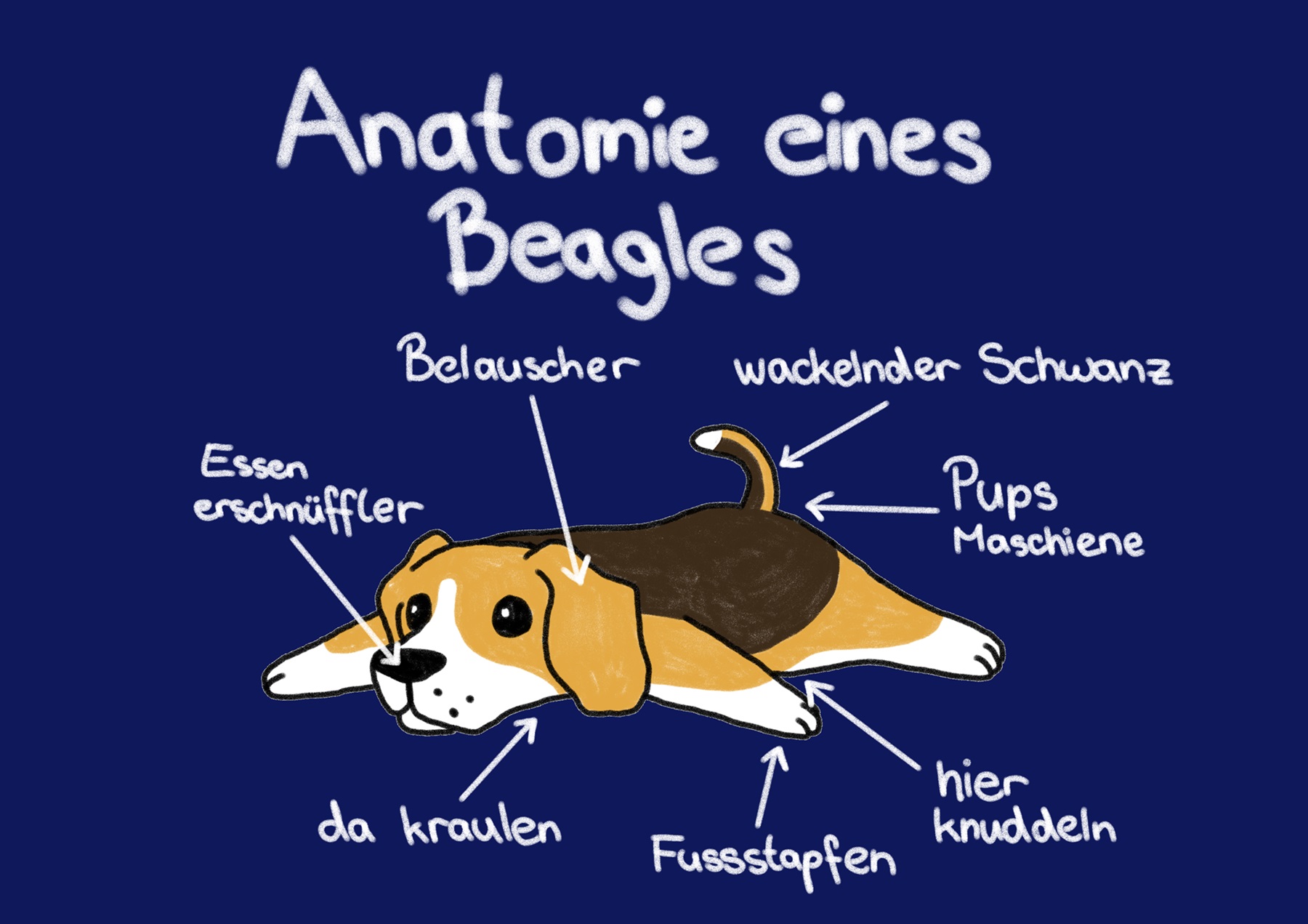 anatomie